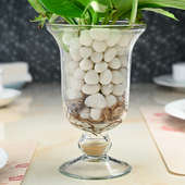 Order Money Plant with Glass Vase Online