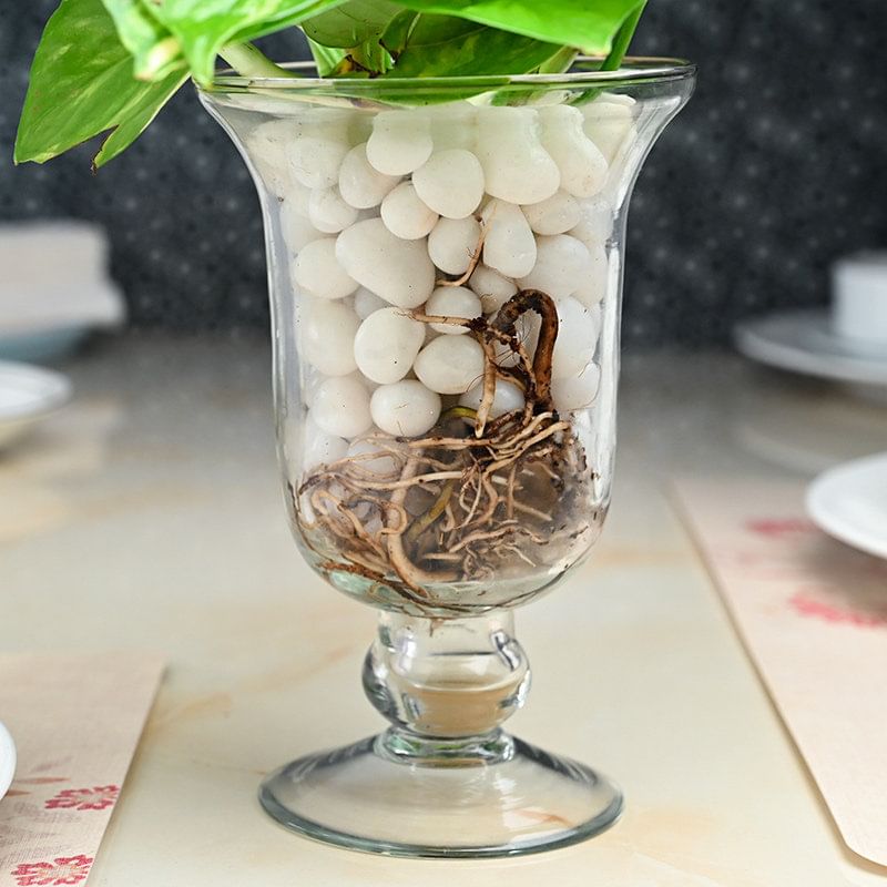 Money Plant with Glass Vase Online