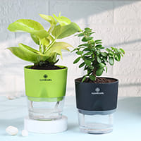 Self Watering Self Watering