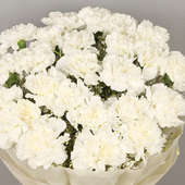 20 White Carnations Bunch with Zoomed View
