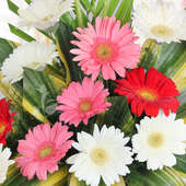 18 mixed colored Gerberas in Zoomed in View