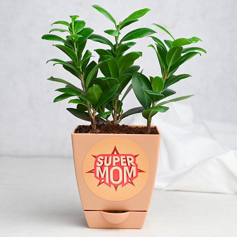 Super Mom Ficus Compacta