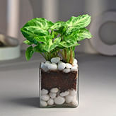 Syngonium