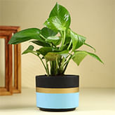 Terracota Planters