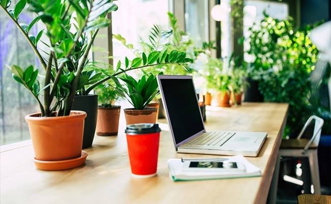 Plants That Purify: Discovering Air-Cleansing Office Plants for Better Health