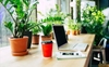 Plants That Purify: Discovering Air-Cleansing Office Plants for Better Health