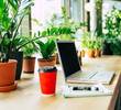 Plants That Purify: Discovering Air-Cleansing Office Plants for Better Health