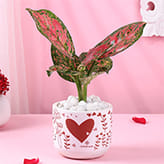 Valentine Plants