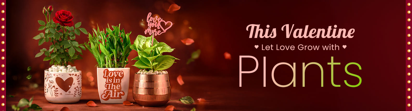 Valentine Plants
