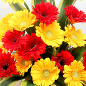 20 Red and Yellow Geberas Arrangement in Zoomed in View