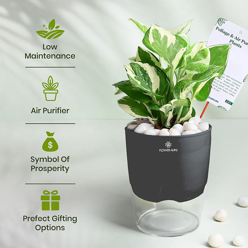 Elegant White Pothos In Black Self Watering Planter