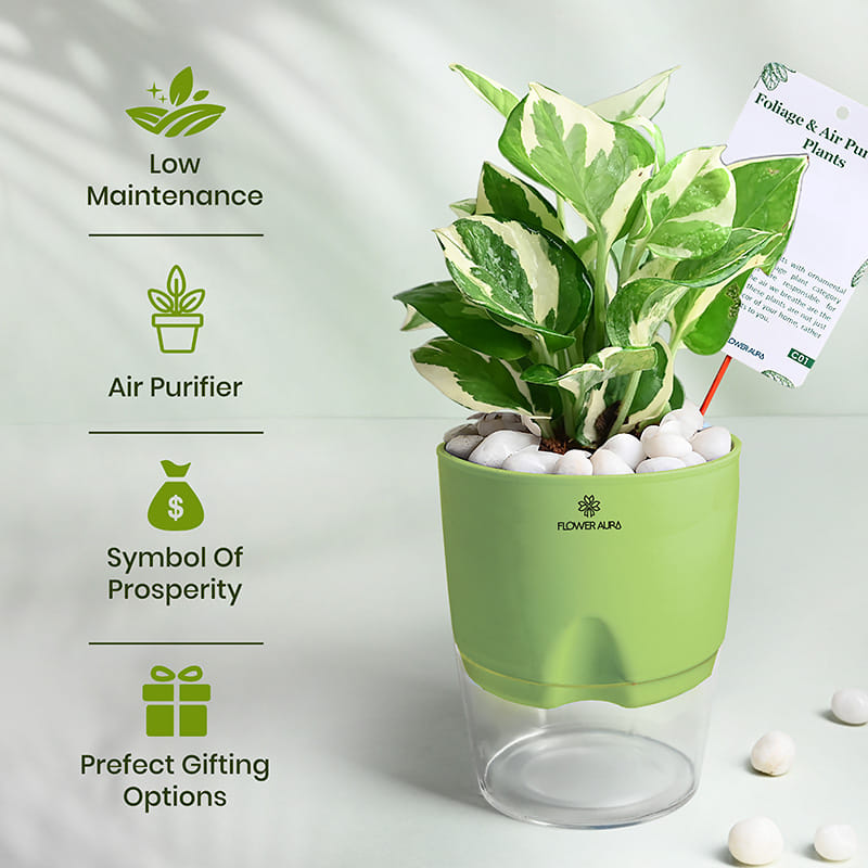 Lively White Pothos In Green Self Watering Pot