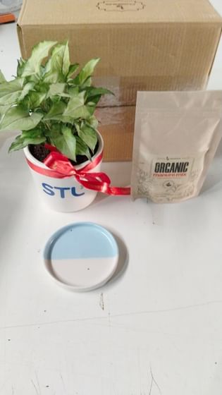 Sterlite Syngonium Plant 