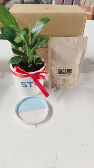 Sterlite Peacelily Plant