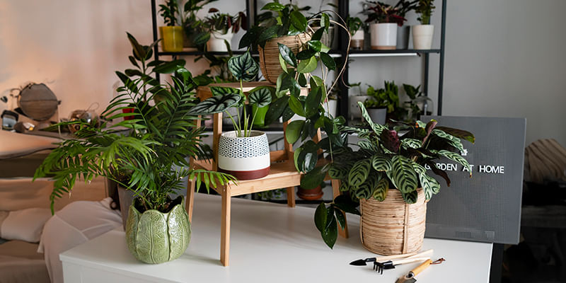 What Are the Best Winter-Friendly Indoor Plants for Indian Homes? What Are the Best Winter-Friendly Indoor Plants for Indian Homes?