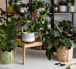 What Are the Best Winter-Friendly Indoor Plants for Indian Homes?