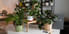 What Are the Best Winter-Friendly Indoor Plants for Indian Homes? What Are the Best Winter-Friendly Indoor Plants for Indian Homes?