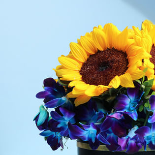 A Medley Of Sunlit N Midnight Blooms