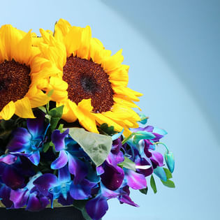 A Medley Of Sunlit N Midnight Blooms