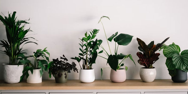 Accessing the Psychological Benefits of Indoor Plants in Workplaces