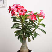 Adenium Dessert Rose Plant- Friendship day gift