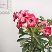 front view of Adenium Dessert Rose Plant- Friendship day gift