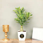 Adenium Plant in White Vase for Dad