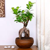 Ficus Microcarpa Plant in a Fancy Vase