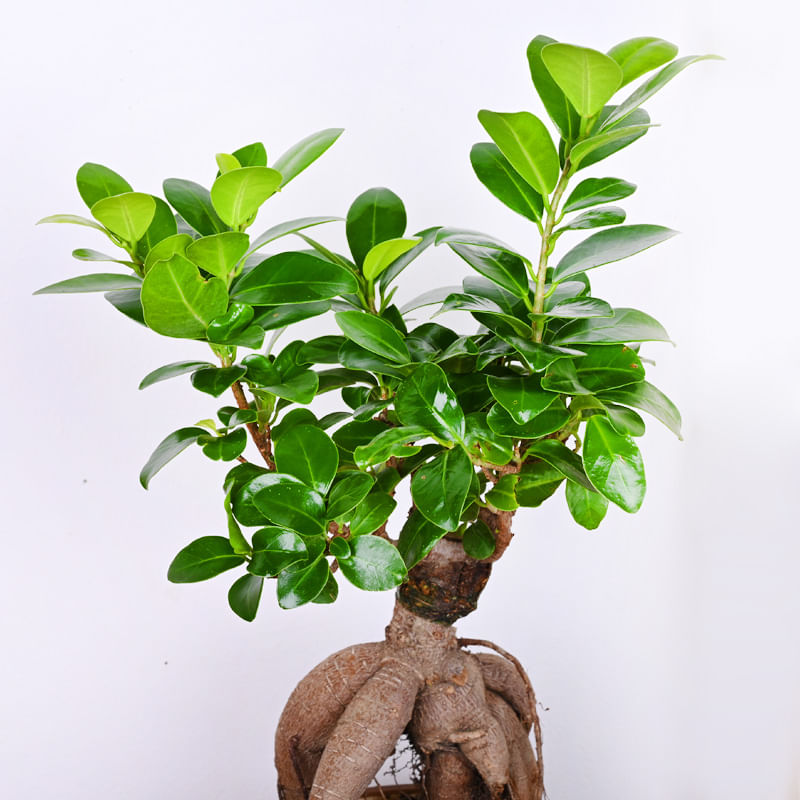 Ficus Microcarpa Plant in a Fancy Vase