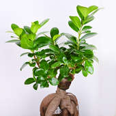 Ficus Microcarpa Plant in a Fancy Vase