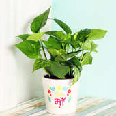 Green Money Plant in White Vase for Mom