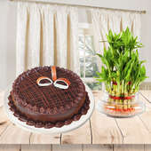 Affectionate Greetings - A combo of half kg chocolate cake and 2 layer lucky bamboo