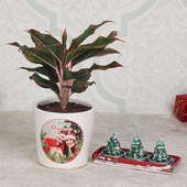 Aglaonema Plant with Candles Combo Gift for Christmas 
