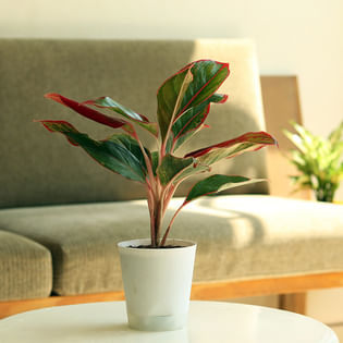 Aglaonema Lipstick Plant