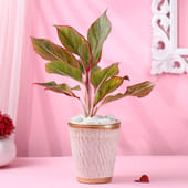 Aglaonema Lipstick Plant In Ceramic Pot