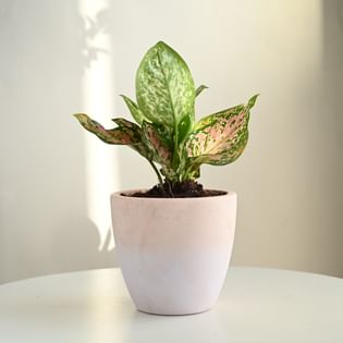 Aglaonema Pink Plant In Pink Lilac Terracota Pot