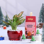 Aglaonema Plant With Xmas Candles N Almond Rocks