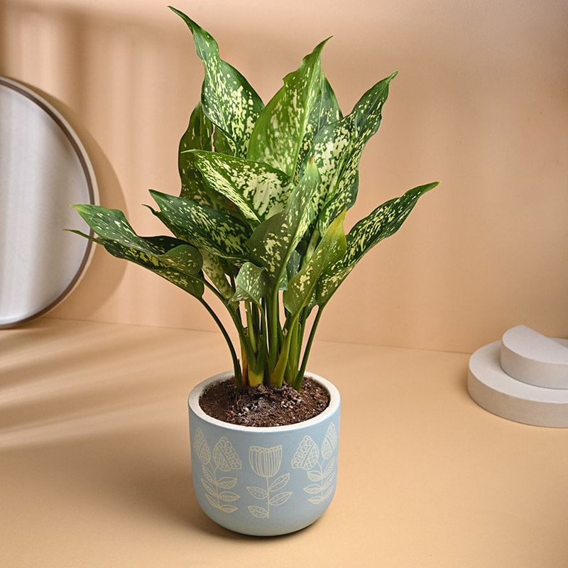 Aglaonema Snow White In Designer Blue Terracotta Pot