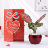 Aglonema Plant In Metal Pot With Greeting Card