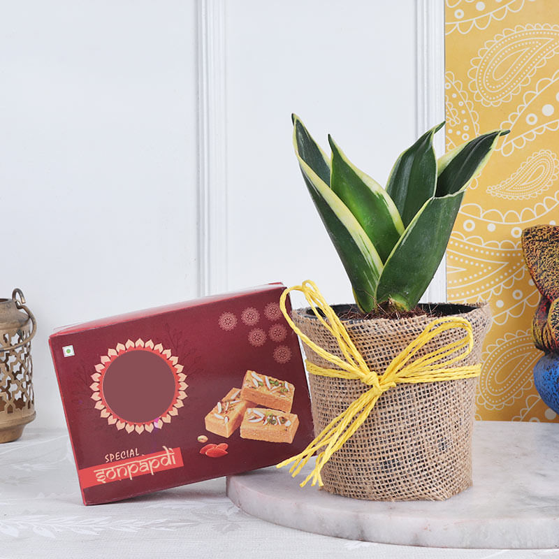 Air Purifying Milt Sansevieria Plant Combo