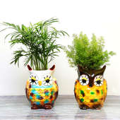 Buy Air Purifying Plant Combo Online
