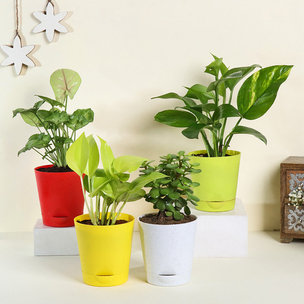 Air Purifying Plant Gift Set
