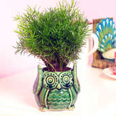Aspargus Foxtail Plant in Owl Shaped Vase