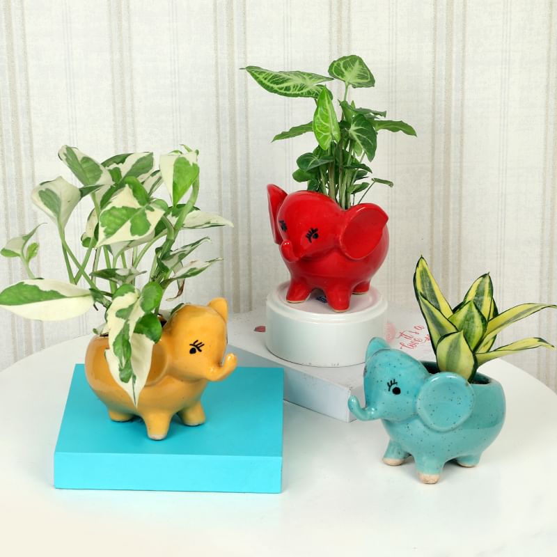 Air Purifying Plant Online Trio
