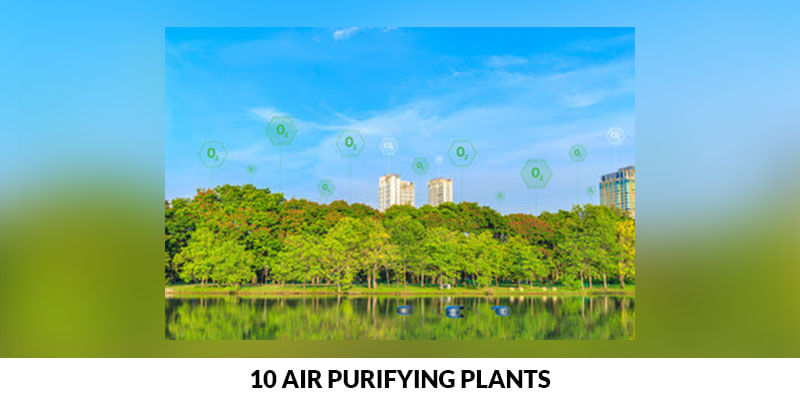 10 Air Purifying Plants