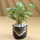 Air Purifying Syngonium in Mandala Pot