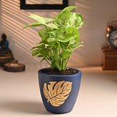 Air purifying plants
