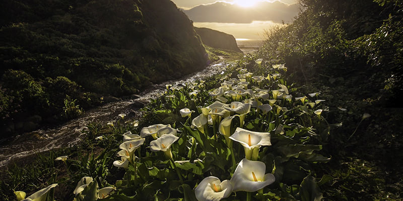 Calla Lily - All You Need to Know