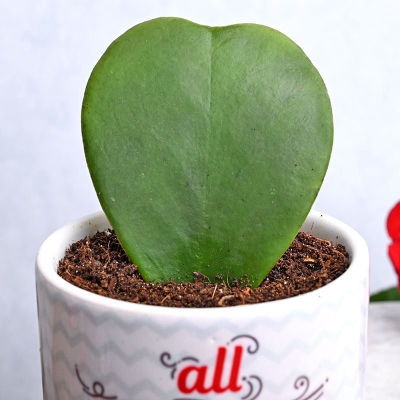 Buy Kerri Plant Online