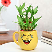 All Smiles Lucky Bamboo Plant